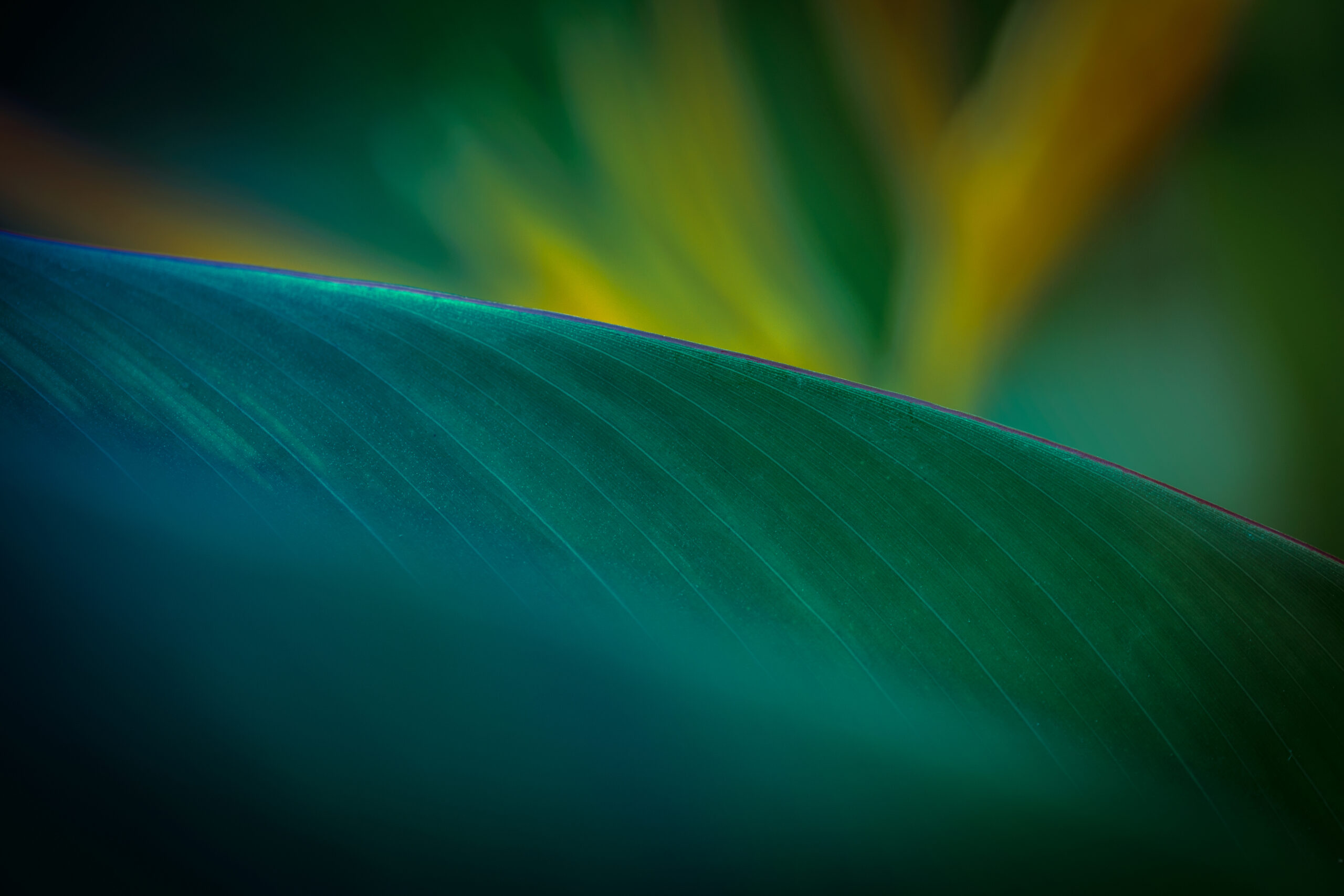 Bird of paradise leaf detail, green textured background
